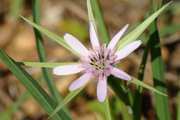 Geropogon hybridus / Barba di becco annua
