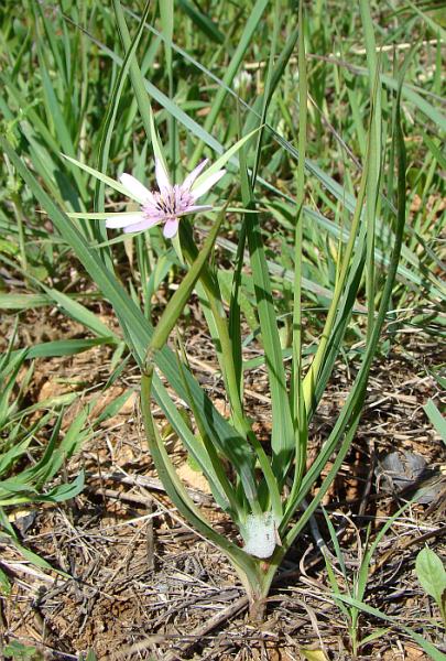 Geropogon hybridus / Barba di becco annua