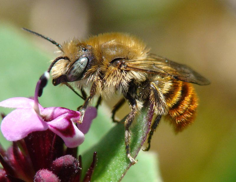 Osmia cf. caerulescens M (Apidae Megachilinae)