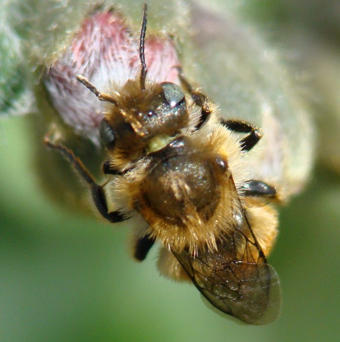 Osmia cf. caerulescens M (Apidae Megachilinae)