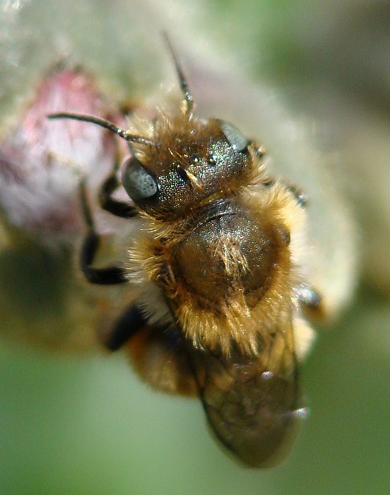 Osmia cf. caerulescens M (Apidae Megachilinae)