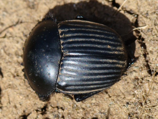 da identificare: Scarabaeus (Ateuchetus) laticollis