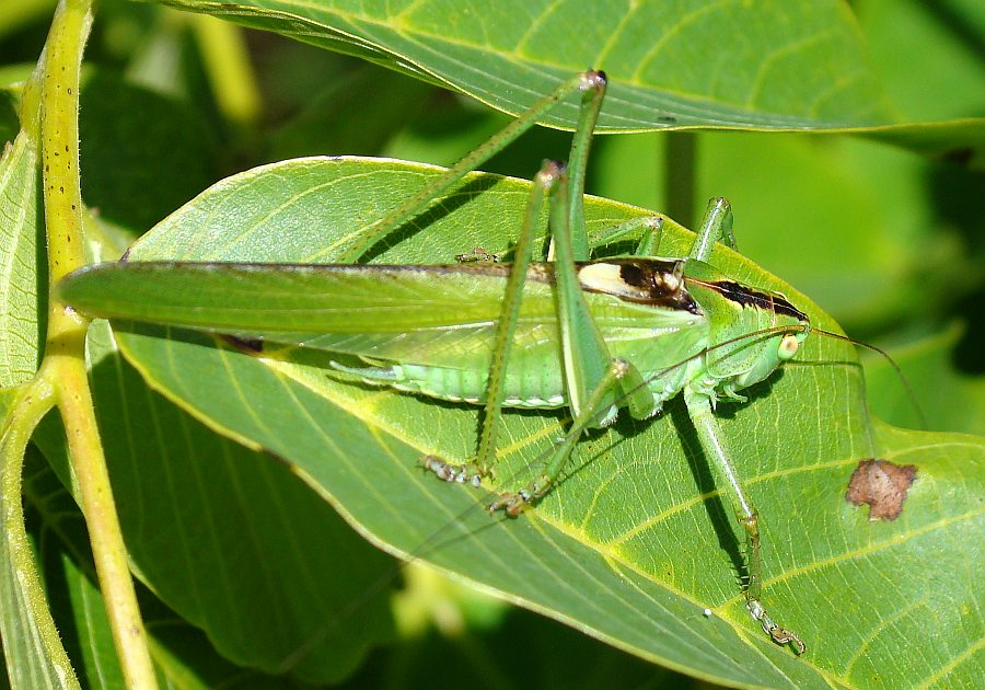 Tettigonia viridissima dal Portogallo