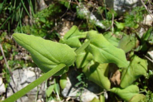 Doronicum plantagineum subsp. tournefortii ?