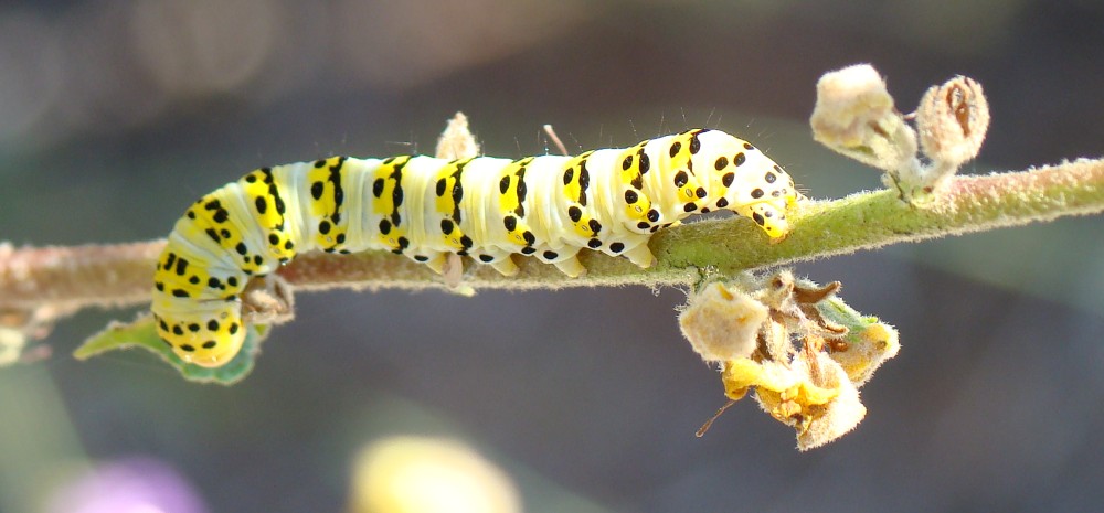 Bruco da identificare: Cucullia (Shargacucullia) lychnitis