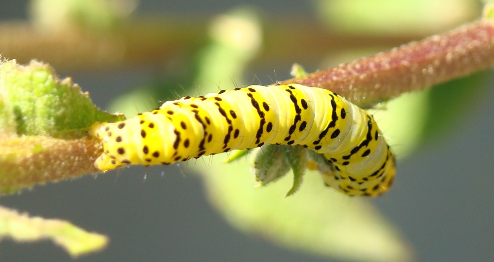 Bruco da identificare: Cucullia (Shargacucullia) lychnitis