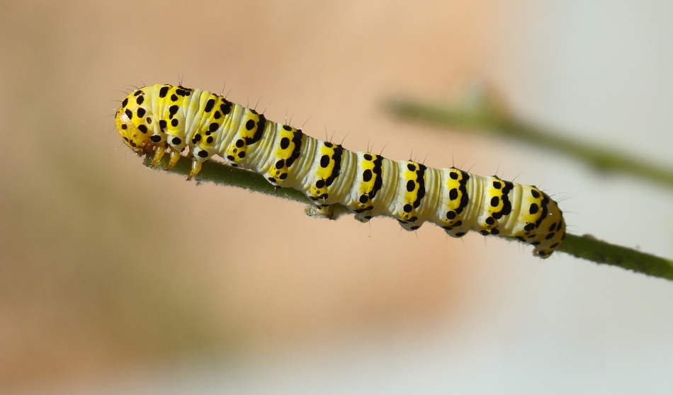 Bruco da identificare: Cucullia (Shargacucullia) lychnitis