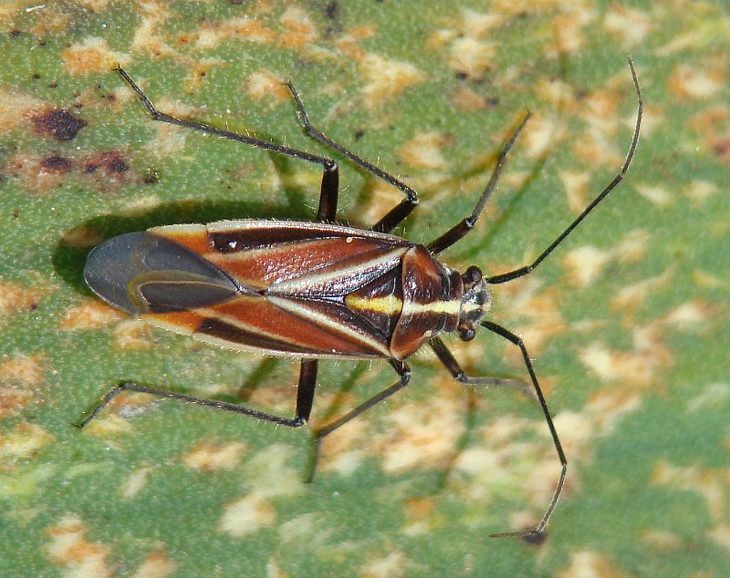 Capsodes pauperatus ?