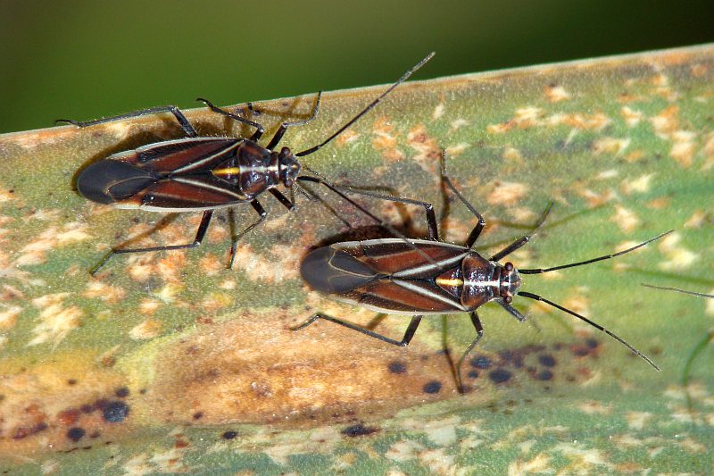 Capsodes pauperatus ?