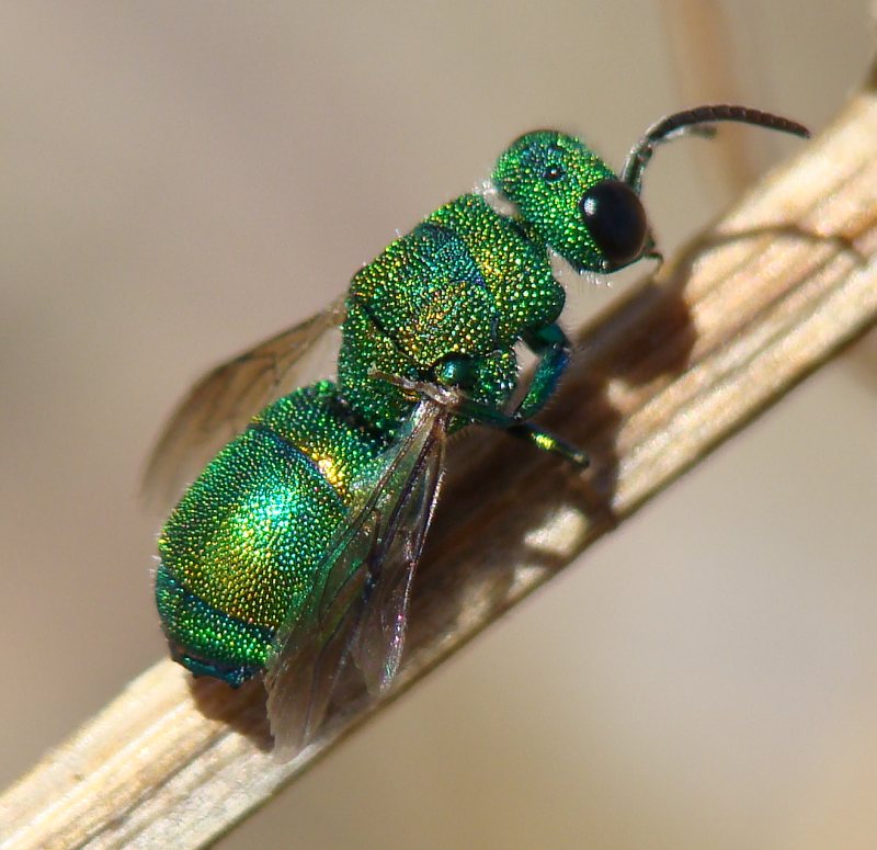 Chrysura sp. ...  no, Chrysis chrysoprasina