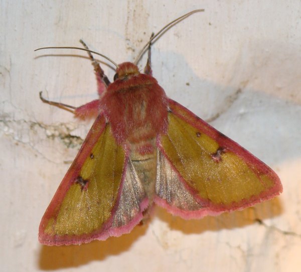 da identificare II : Chazaria incarnata