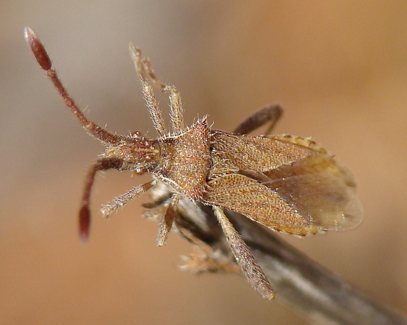 Coreidae: Coriomeris cfr. denticulatus dell''Algarve (P)