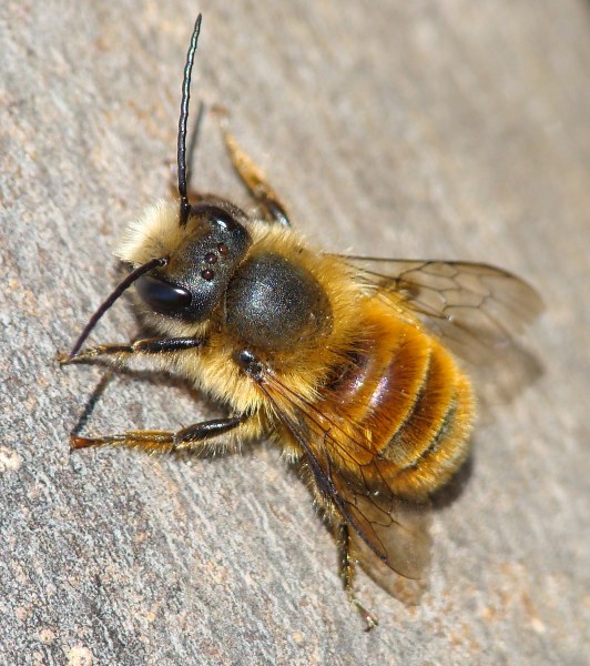 Maschio di Osmia rufa