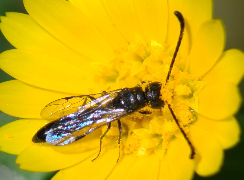 Sapyga quinquepunctata M (Sapygidae)