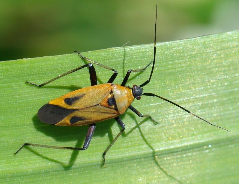 Calocoris nemoralis forma hispanica ???