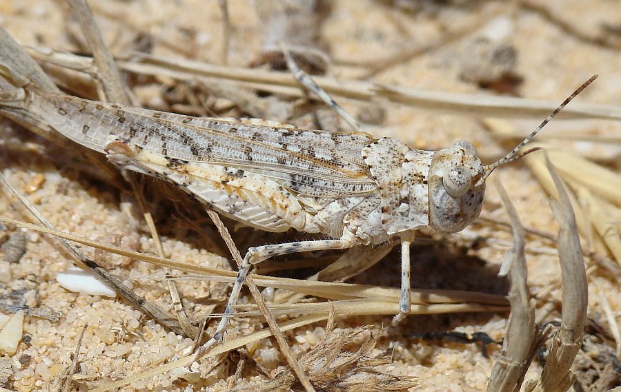 Sphingonotus sp. da Algarve (Portogallo)