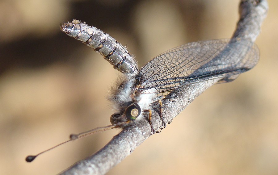 Bubopsis agrionoides (Ascalaphidae) del Portogallo