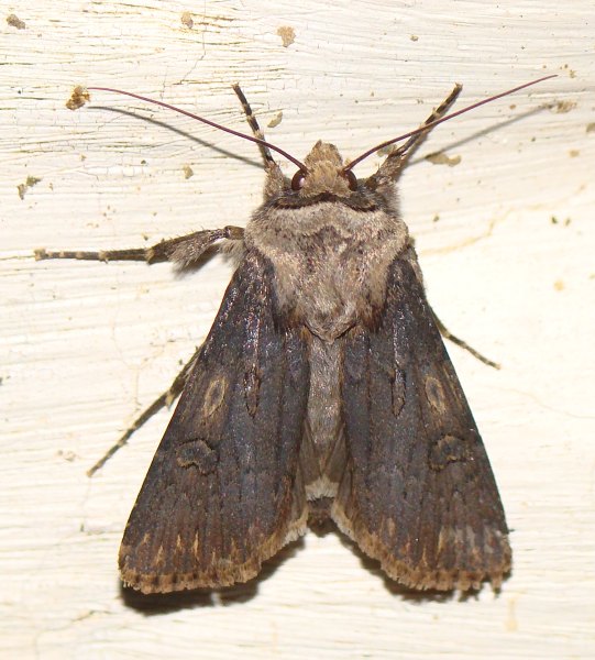 da identificare IV - Agrotis puta