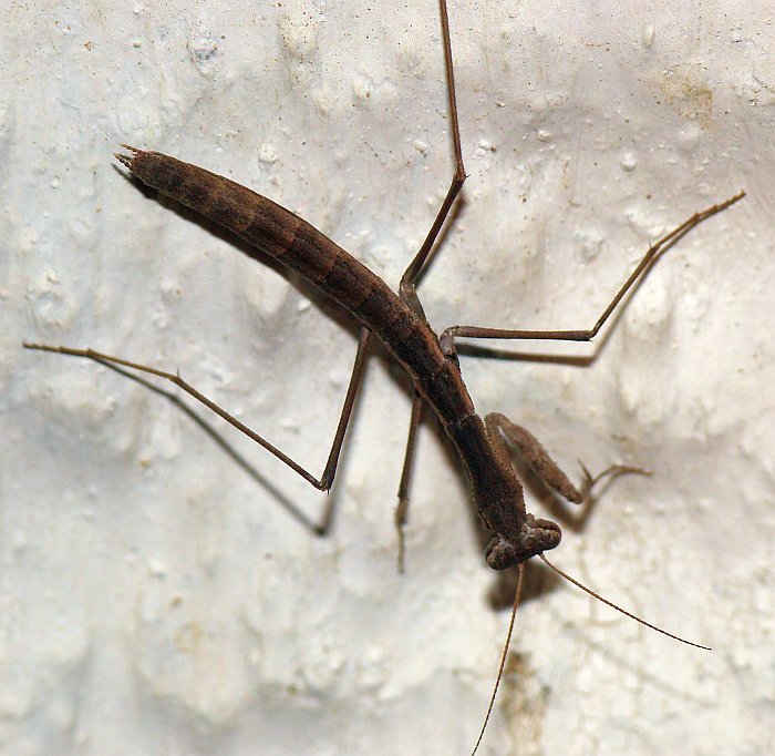 Geomantis larvoides?