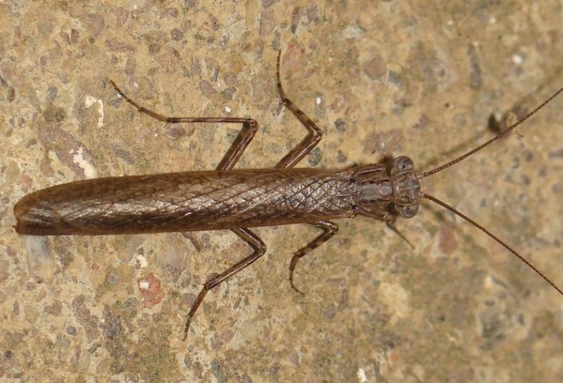 Leuctridae? Strana mantide dal Portogallo
