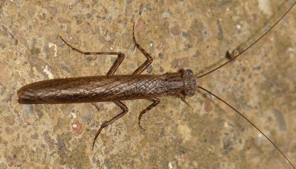 Perlamantis alliberti (Ameles spallanzania ???)