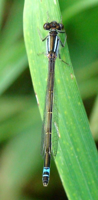 da identificare: Ischnura graelsii