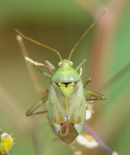 Miridae: Reuterista instabilis