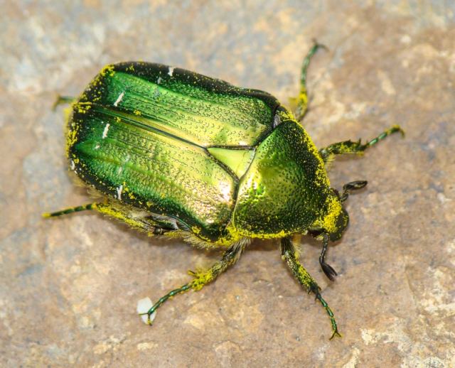 da identificare: Cetonia carthami