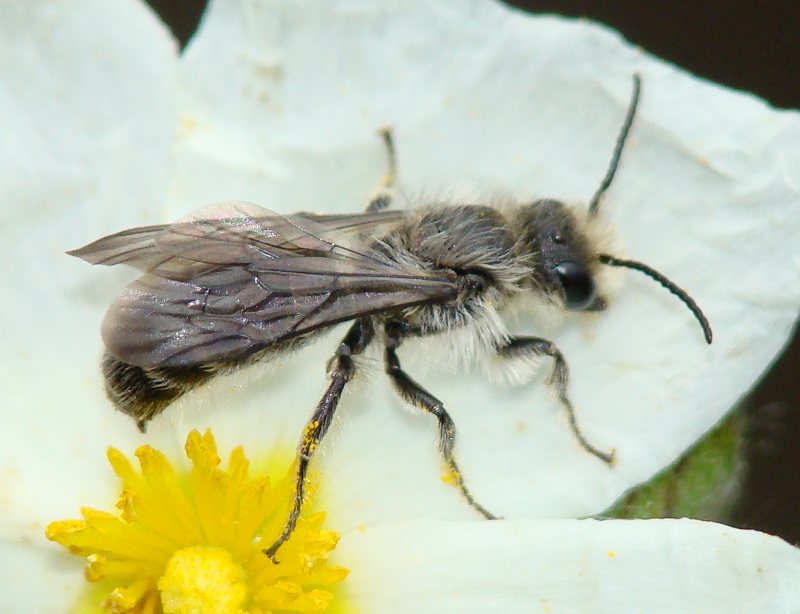 Probabile maschio di Chelostoma