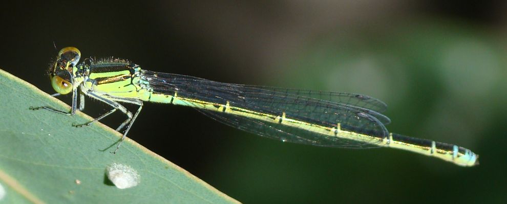 Lestes viridis? no, Ischnura graelsii