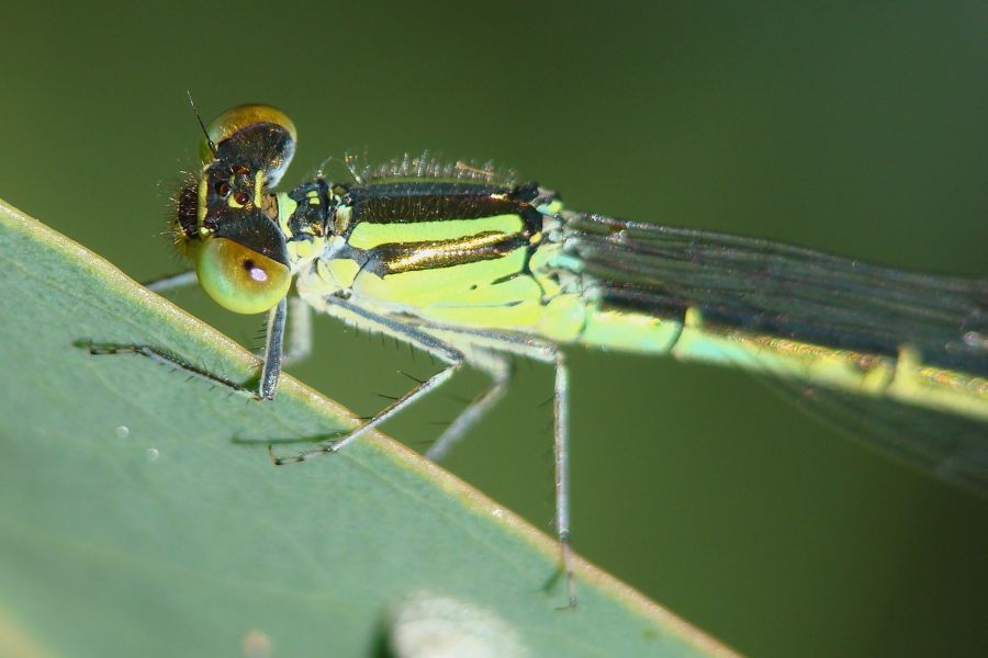 Lestes viridis? no, Ischnura graelsii