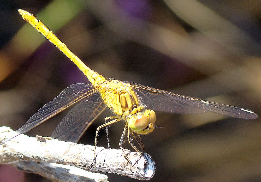 da determinare - Sympetrum meridionale?