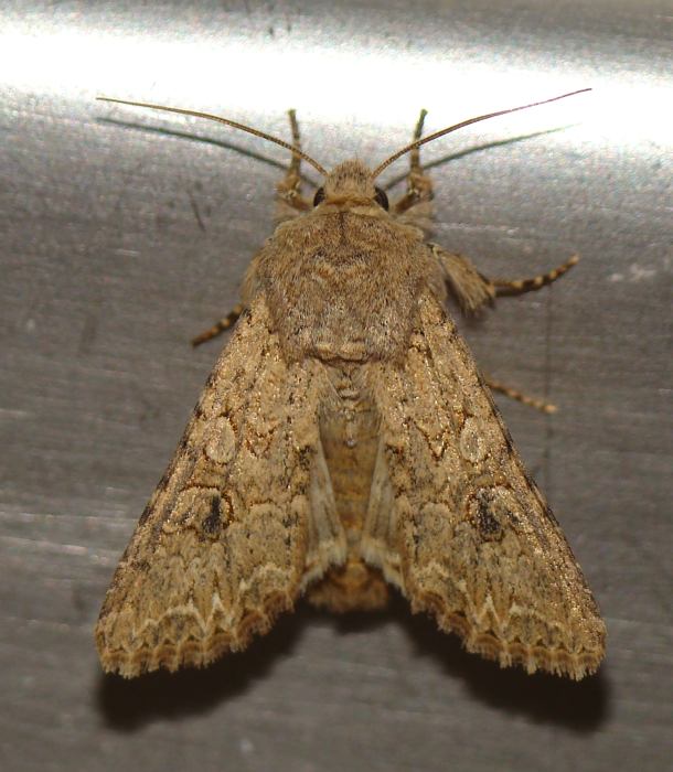 da identificare VIII : Anarta (Calocestra) trifolii