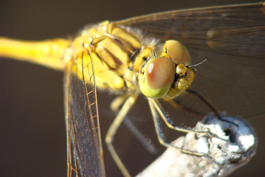 da determinare - Sympetrum meridionale?