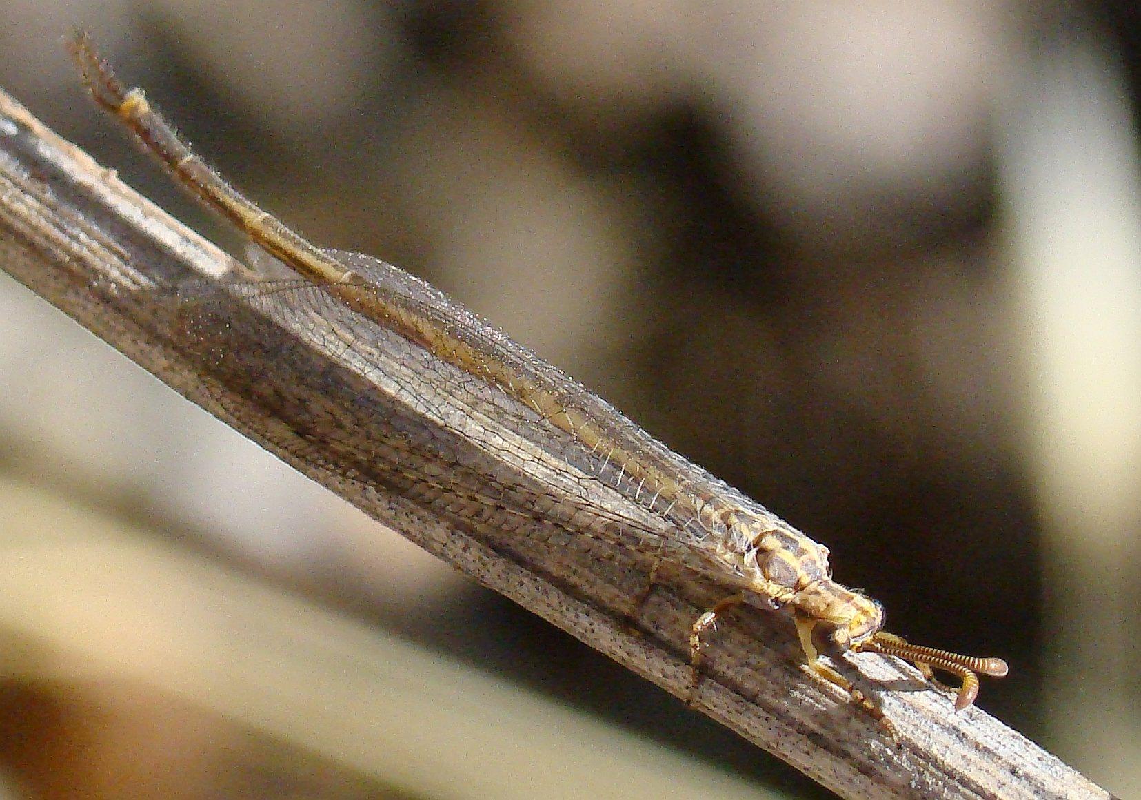 Macronemurus appendiculatus