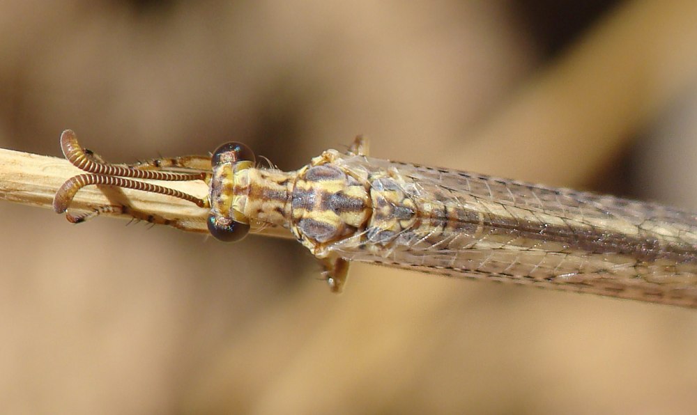 Macronemurus appendiculatus