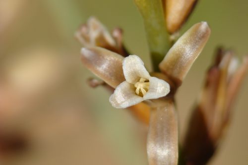 Dipcadi cfr. serotinum