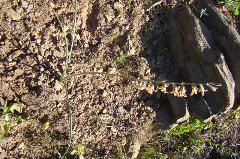 Dipcadi cfr. serotinum