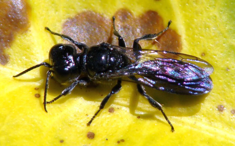 Crossocerus sp. M (Crabronidae)