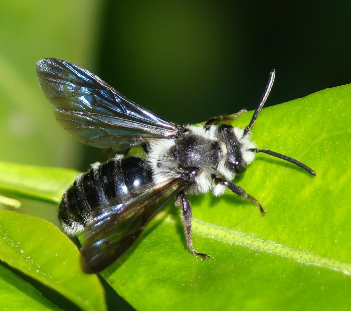 Andrena cfr. asperrima (Apidae Andreninae)