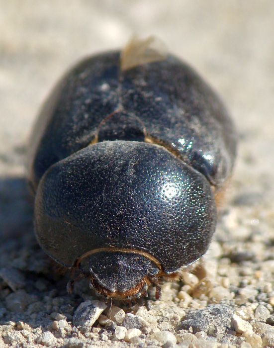 da identificare: Pentodon algerinus