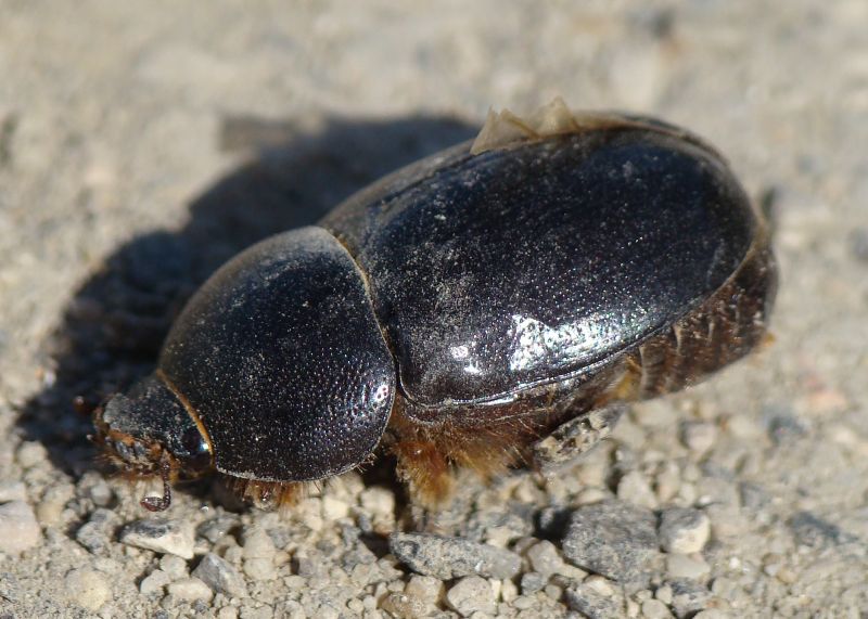 da identificare: Pentodon algerinus