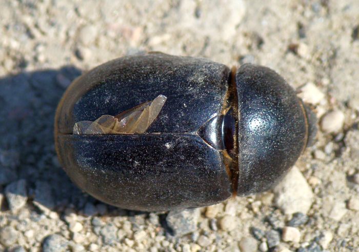 da identificare: Pentodon algerinus