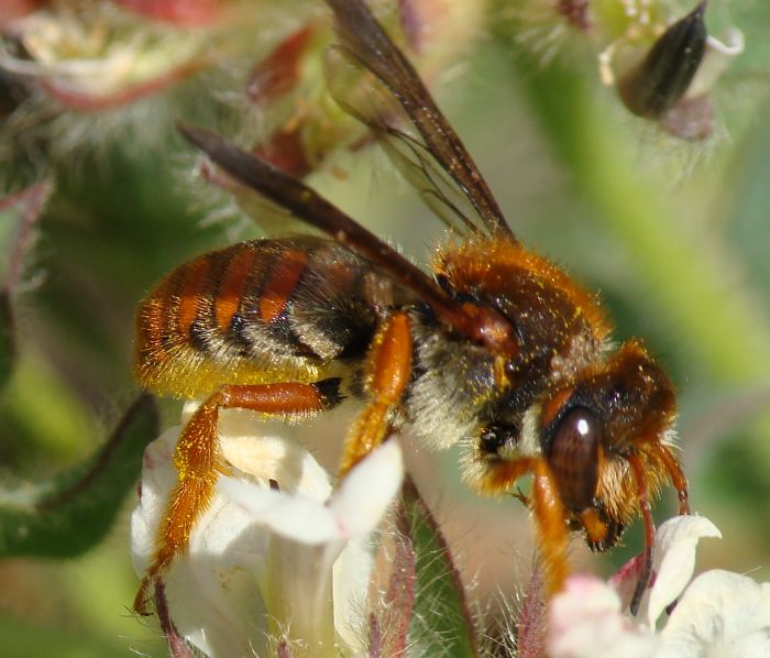 Rhodanthidium sticticum (Apidae Megachilinae)