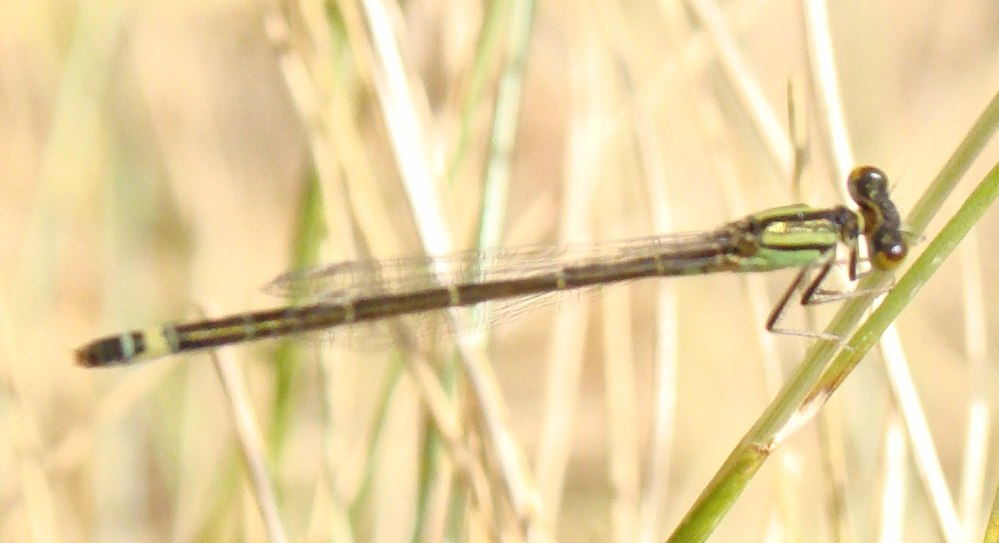 Lestes viridis? no, Ischnura graelsii