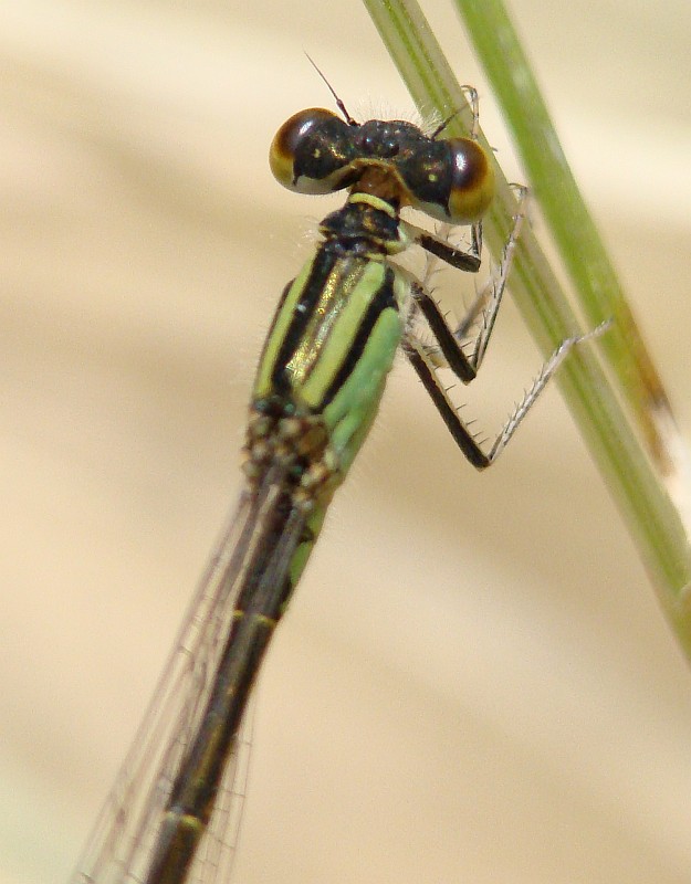 da determinare  - Ischnura graellsii