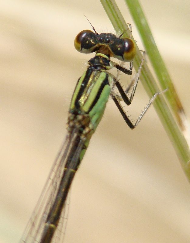 Lestes viridis? no, Ischnura graelsii