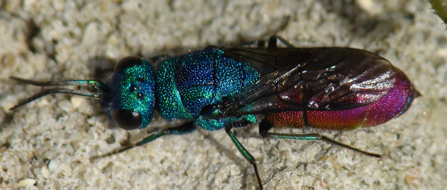 Chrysis sp. ? Chrysura refulgens