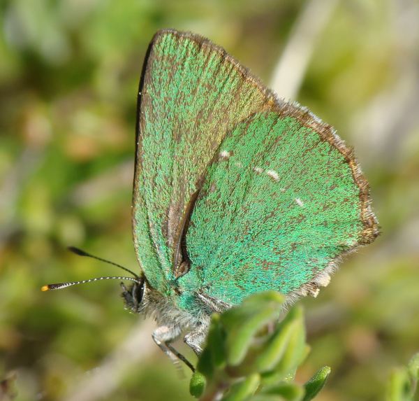 Callophrys rubi ?