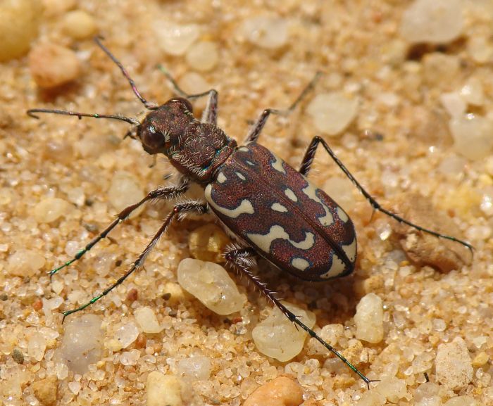 Carabidae - da identificare: Lophyra (Lophyra) flexuosa